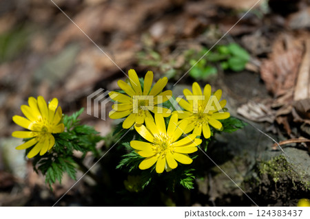 早春的里山福壽莊盛開 124383437