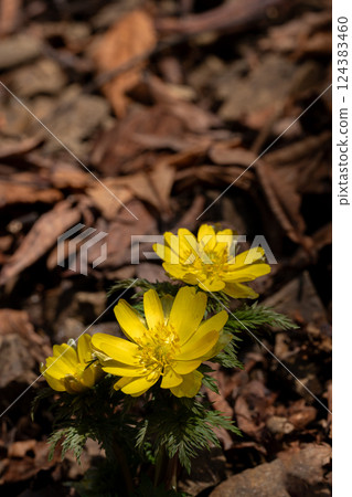 Fukujusou blooming in Satoyama in early spring Fukujusou blooming in Satoyama in early spring 124383460
