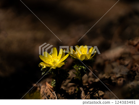Fukujusou blooming in Satoyama in early spring 124383491