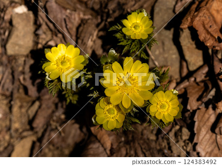 Fukujusou blooming in Satoyama in early spring 124383492