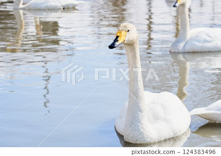 北海道春天的天鵝來訪 124383496