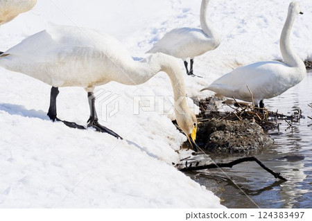 Swan visiting in spring in Hokkaido 124383497