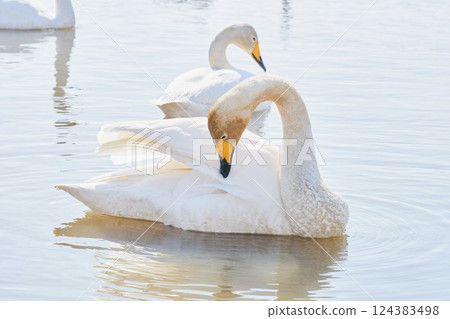 Swans that visit Hokkaido in spring to preen their feathers 124383498