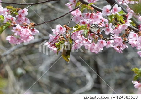 櫻花和mezzo 124383518