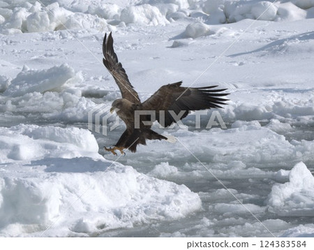 A white-tailed eagle landing on drift ice 124383584