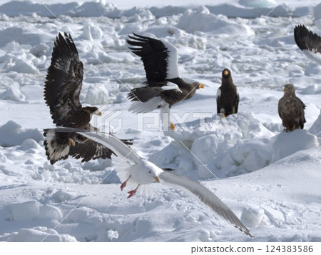 猛禽之舞 猛禽之舞 124383586