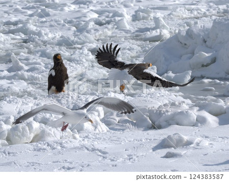 Steller's sea eagle competition 124383587
