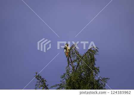 Great spotted woodpecker perched on a tree 124383962