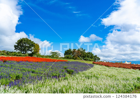 Beautiful white, purple and red Salvia flower fields at Kuju Flower Park in autumn, Taketa City, Oita Prefecture Beautiful white, purple and red Salvia flower fields at Kuju Flower Park in autumn, Taketa City, Oita Prefecture 124384176