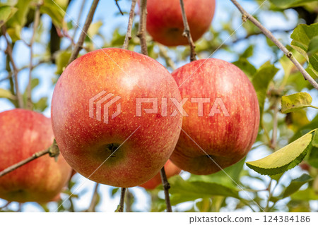 蘋果 蘋果 124384186