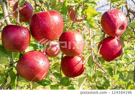 Apple Apple 124384196