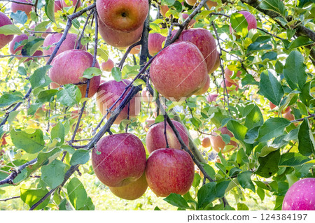 Apple Apple 124384197