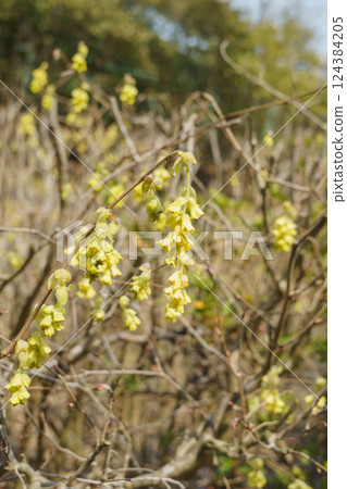 山茱萸的春花 124384205