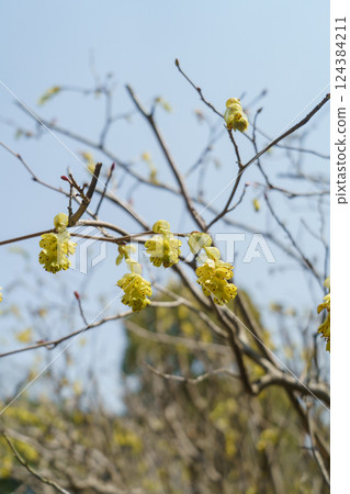 Spring flower of the Japanese dogwood Spring flower of the Japanese dogwood 124384211