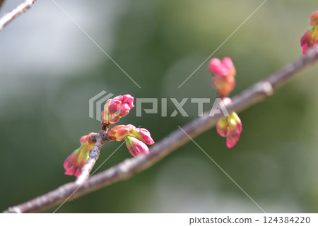 櫻桃芽 櫻桃芽 124384220