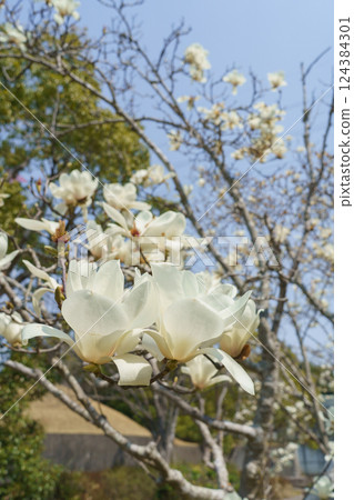 玉蘭玉蘭花 玉蘭玉蘭花 124384301