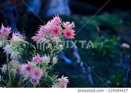 愛知縣海部市鳳王山神目寺 124384427