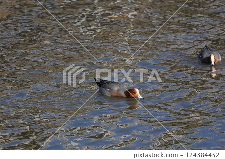 在冬天河裡游泳的男性wigeon 在冬天河裡游泳的男性wigeon 124384452