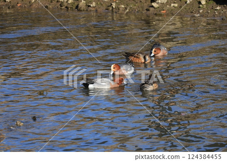 Male wigeon swimming in the winter river 124384455