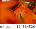 Bright autumn leaves 124384520