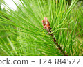 Pine tree close-up 124384522