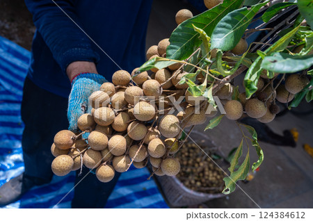Gardener holding Longan fruit after harvesting. 124384612