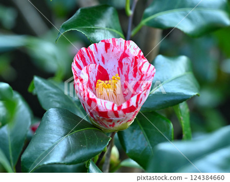 茶花 124384660
