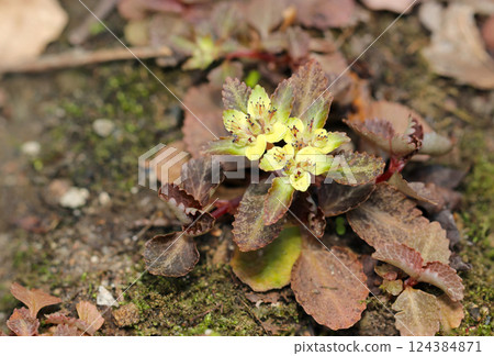 The dainty yellow-green flowers of the cat's-foot plant bloom in the semi-shaded soil of a moist wooded forest in spring (macro photography in the natural environment) 124384871