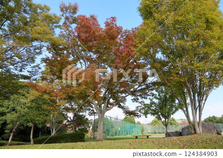 彩色櫸樹葉 124384903