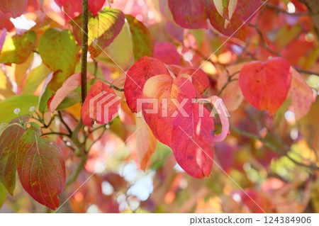 Vivid autumn leaves Dogwood leaves Vivid autumn leaves Dogwood leaves 124384906