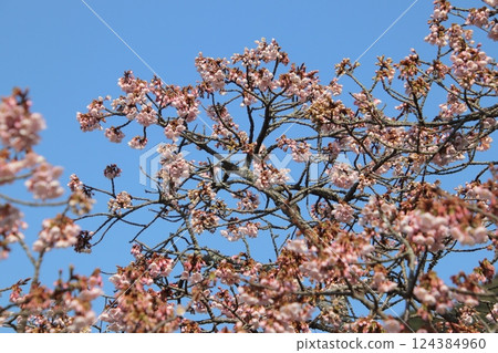 Early-blooming cherry blossoms at Chinkokuji Temple in Munakata City, Early-blooming cherry blossoms at Chinkokuji Temple in Munakata City, 124384960