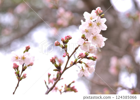 終於開花了 124385066