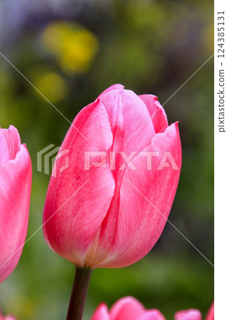 Tulip Tulip 124385131