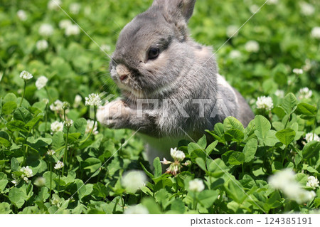 Gray rabbit playing in a clover field 124385191