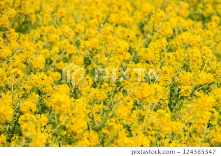 強姦開花 強姦開花 124385347