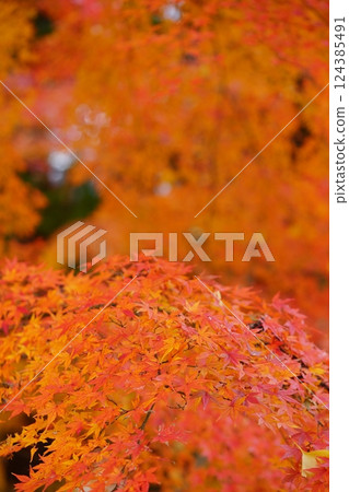 2024 年京都與束正法寺的秋葉 124385491