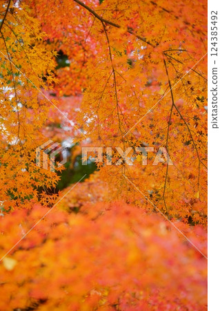 2024 年京都與束正法寺的秋葉 2024 年京都與束正法寺的秋葉 124385492