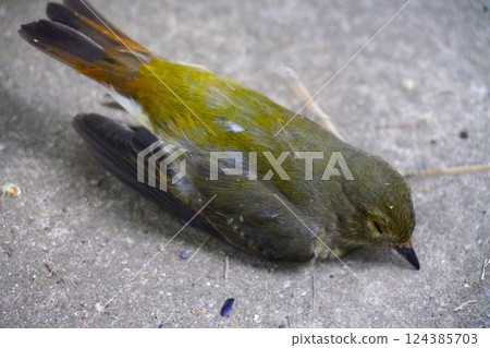 死鳥 124385703