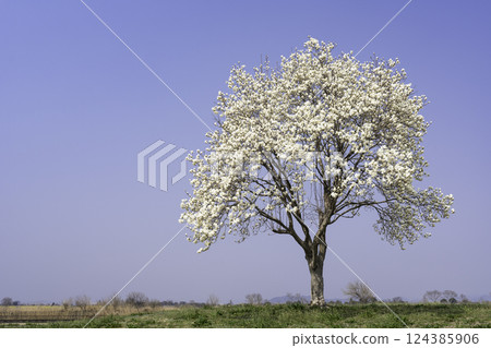 大樹、藍天、盛開的白玉蘭花 大樹、藍天、盛開的白玉蘭花 124385906