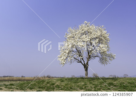A large tree, blue sky, and white magnolia flowers in full bloom 124385907