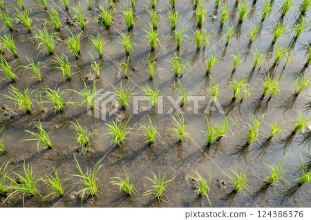 Top view of green rice plants growing in a rice field. 124386376