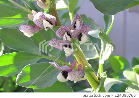 Broad bean flowers blooming in the shade of green leaves Broad bean flowers blooming in the shade of green leaves 124386766