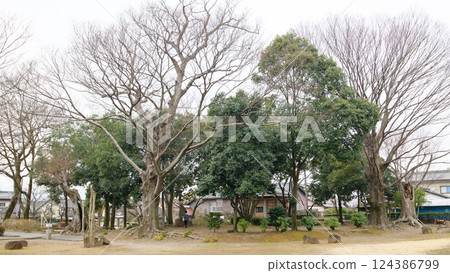 Old Zelkova trees surrounding the Tako Monument, Gunma Prefecture Old Zelkova trees surrounding the Tako Monument, Gunma Prefecture 124386799