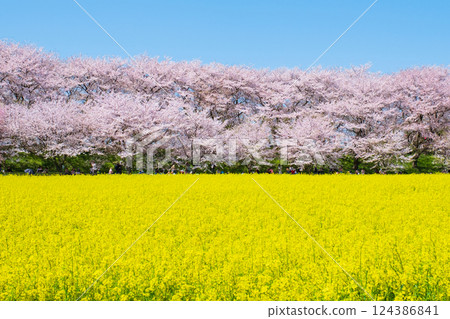 Gyodo Shrine 124386841