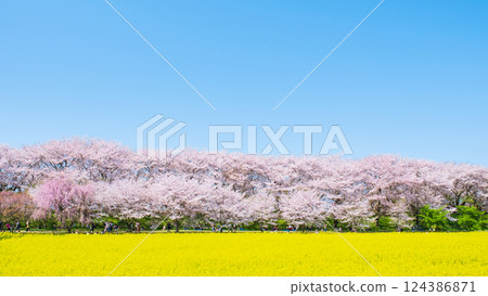 Gyodo神社 124386871