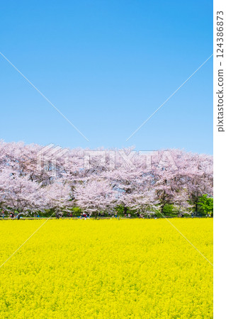 Gyodo神社 Gyodo神社 124386873