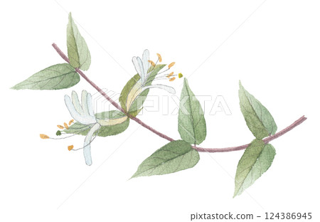 Watercolor paintings of honeysuckle, kudzu, honeysuckle, and honeysuckle Watercolor paintings of honeysuckle, kudzu, honeysuckle, and honeysuckle 124386945
