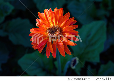 Colored Gerbera flowers blooming in the garden. Gerbera L. is a genus of plants in the Asteraceae. 124387113