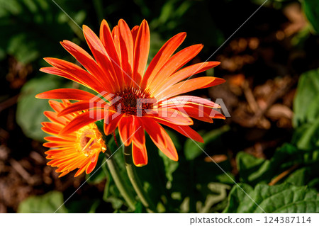 Colored Gerbera flowers blooming in the garden. Gerbera L. is a genus of plants in the Asteraceae. 124387114