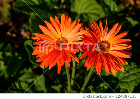 Colored Gerbera flowers blooming in the garden. Gerbera L. is a genus of plants in the Asteraceae. Colored Gerbera flowers blooming in the garden. Gerbera L. is a genus of plants in the Asteraceae. 124387115